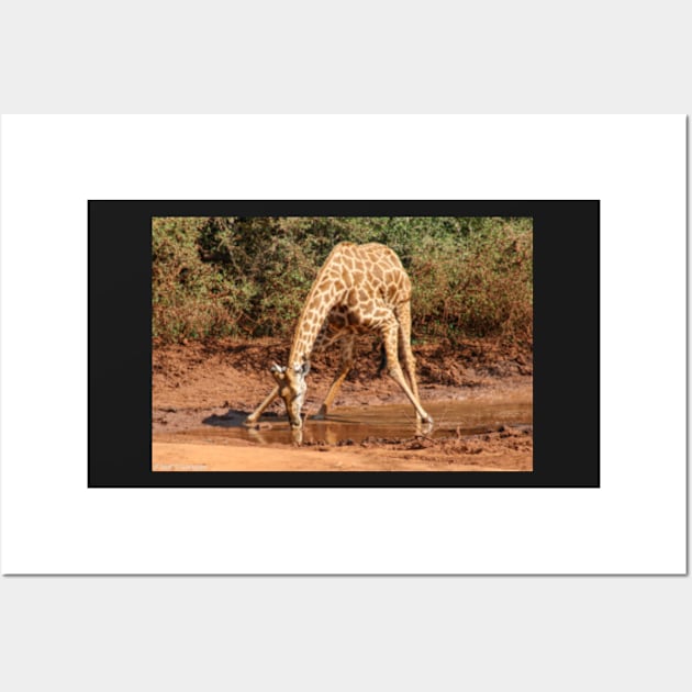 Giraffe Drinking Wall Art by neilgrainger